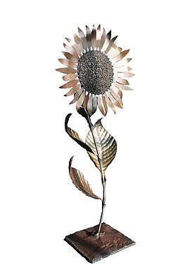 Helianthus