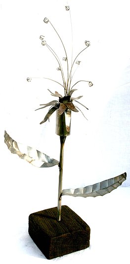 Paradisa